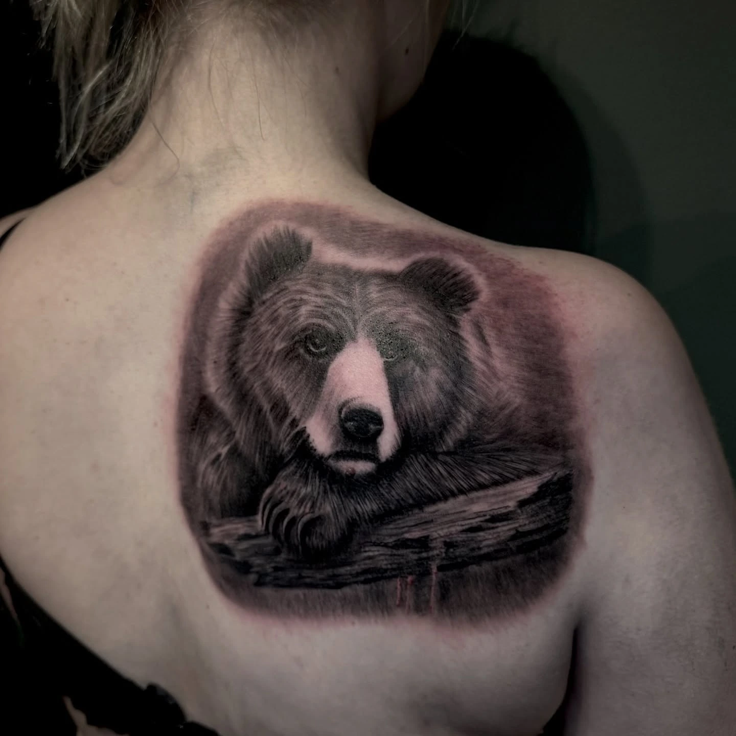 Brown bear portrait resting on log