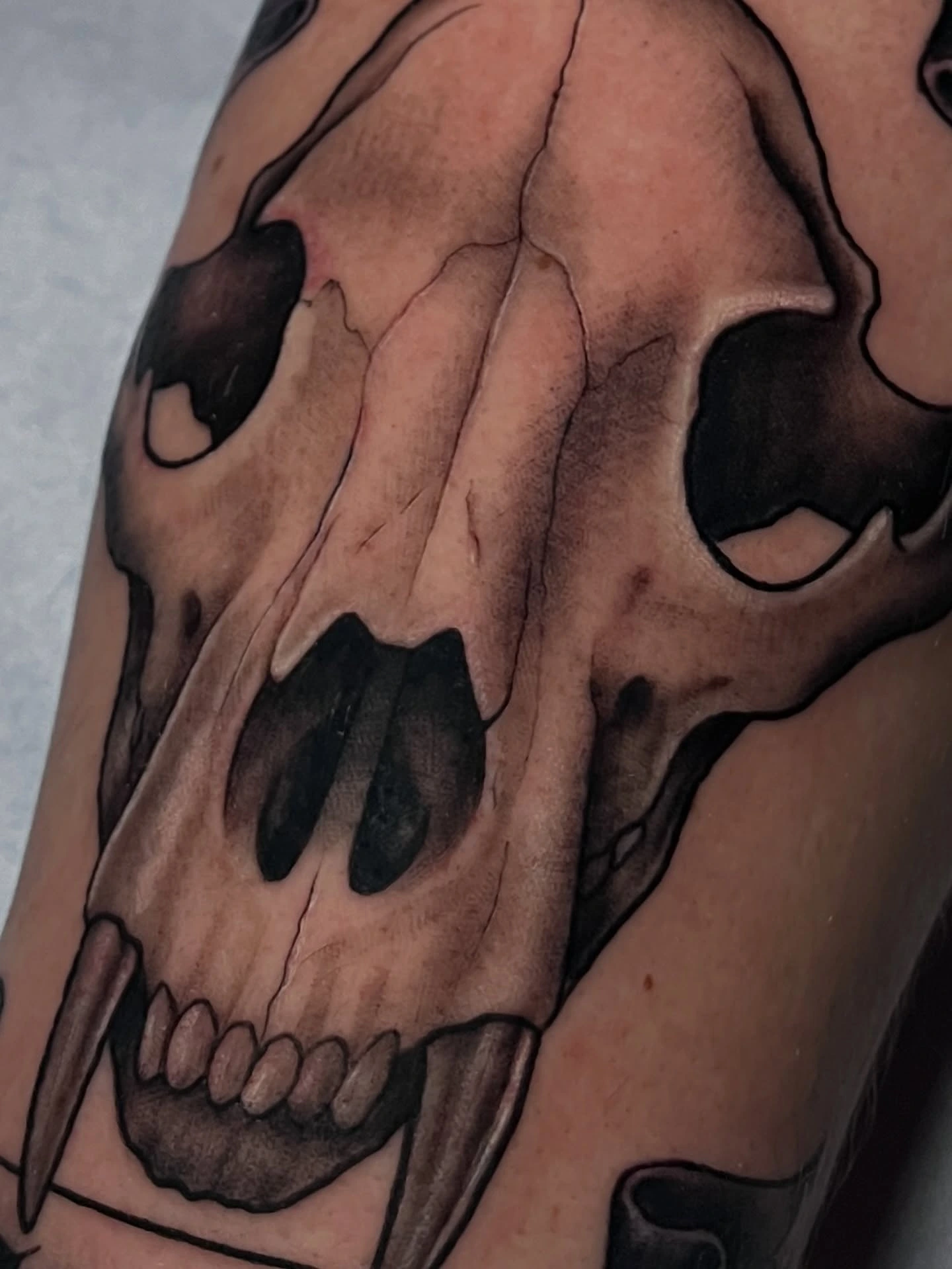 Bear/wolf skull close-up with cracked bone shading