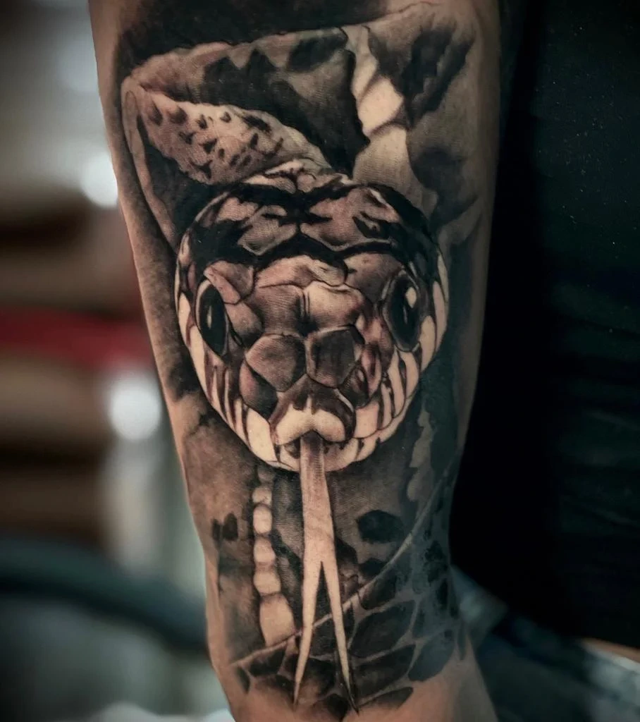 snake head with tongue out, rocky background